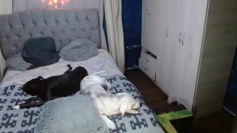 _azalea_65 online show from 09-11-25, 02:55