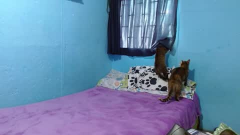 Sammy online show from 02-26-25, 06:21