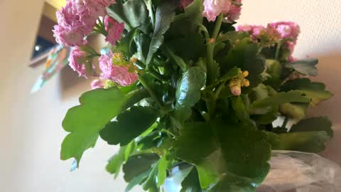 Snapshot of _sayonara_ chatting on 04-04-26, 03:31 KOYO online show from 04-04-26, 03:31