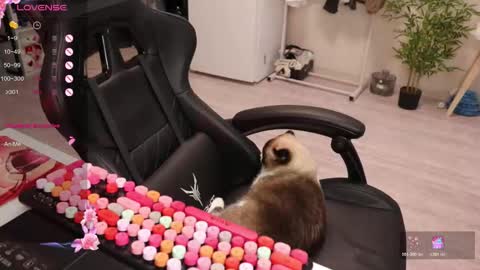 Alis online show from 12-15-25, 08:40