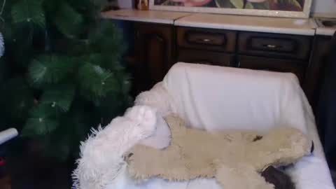 Luly online show from 12-15-24, 02:08