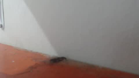 Snapshot of alexamdergal chatting on 03-06-26, 11:01 Alexamdergal online show from 03-06-26, 11:01