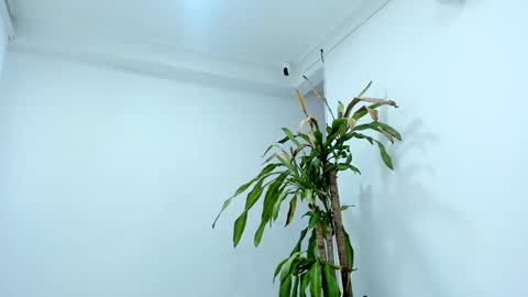 Alice online show from 10-24-25, 07:43