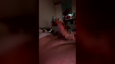 analpunisher2808 online show from 03-09-26, 06:06