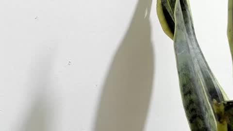 Snapshot of anapakerman chatting on 02-16-25, 02:20 Ana Pakerman online show from 02-16-25, 02:20