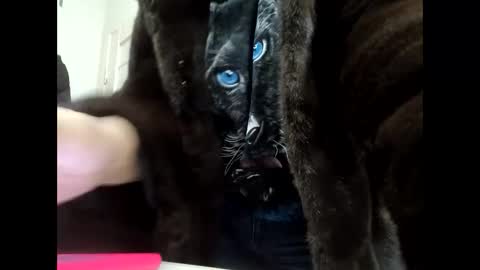 Your dreams best breasts online show from 01-21-25, 11:56