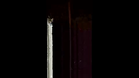 antony1495 online show from 02-04-26, 04:18