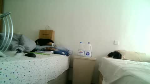 furry bear online show from 03-11-25, 12:50
