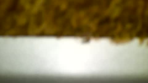 Carlos online show from 12-19-24, 04:23