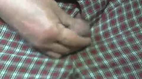  Reservoir Dogs online show from 10-31-25, 05:47