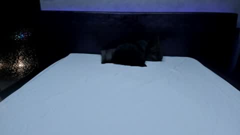 bella_dreamss online show from 05-22-26, 03:24