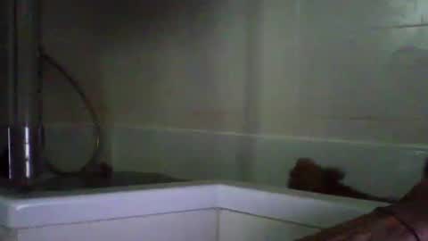 bibipheuck online show from 04-21-26, 10:10