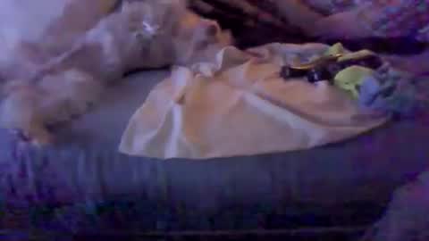 Snapshot of bigbenidick1 chatting on 02-08-26, 03:10 BB online show from 02-08-26, 03:10