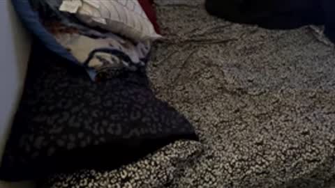 bigdickpapishampoo online show from 11-28-25, 06:21