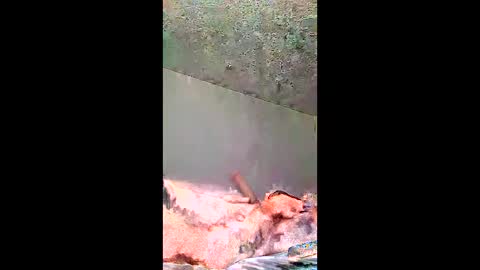 Snapshot of bigernine chatting on 01-10-26, 11:23 bigernine online show from 01-10-26, 11:23