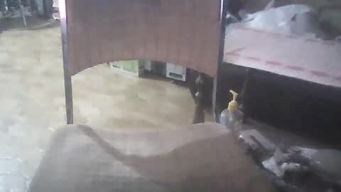 bigpenix online show from 01-26-25, 03:48