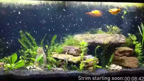 Booker Baxton online show from 10-29-25, 02:58