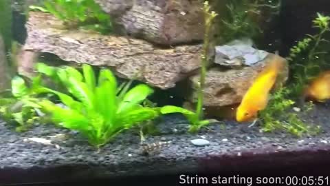 Booker Baxton online show from 01-16-26, 04:05