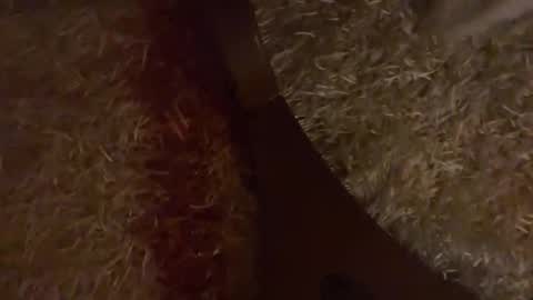 Brian boy online show from 10-28-25, 03:25