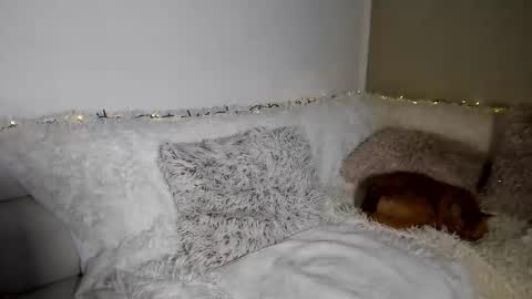 Snapshot of brianadiamondxxx chatting on 02-10-26, 11:58 brianadiamondxxx online show from 02-10-26, 11:58