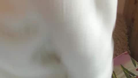 say meow and send tips  online show from 12-14-24, 11:39