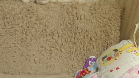 say meow and send tip  online show from 12-26-24, 03:42