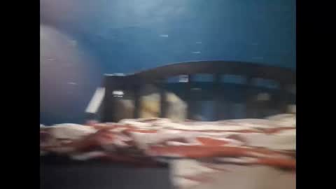 Snapshot of champeemkuu13 chatting on 12-20-24, 10:11 Khalif online show from 12-20-24, 10:11