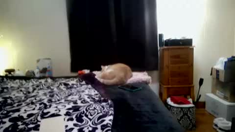 ChinaCove online show from 01-31-26, 07:23