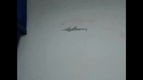 Snapshot of cornxcunt chatting on 02-11-26, 04:56 cornxcunt online show from 02-11-26, 04:56