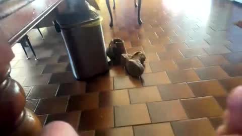 curicat69 online show from 02-04-26, 07:58