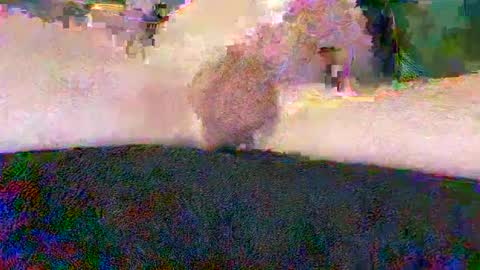 cwaddle online show from 01-10-25, 03:48