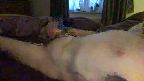 daddymoans4u online show from 12-11-24, 08:15