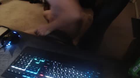 Snapshot of dakota_reilly chatting on 09-14-25, 11:53 Dakota online show from 09-14-25, 11:53