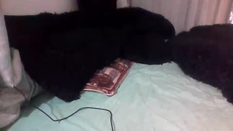 Snapshot of dani9821569006 chatting on 09-14-25, 03:00 dani9821569006 online show from 09-14-25, 03:00