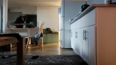 danimal5000 online show from 11-12-25, 04:18