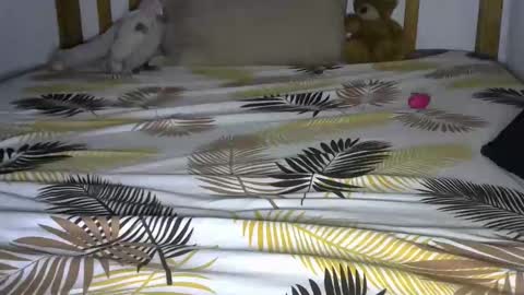 dark_rose3 online show from 10-04-25, 08:56