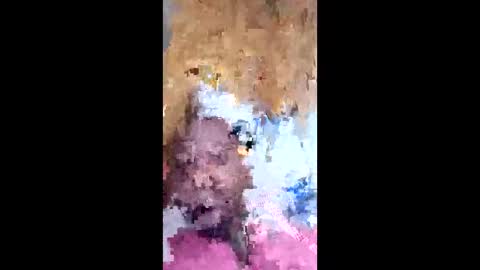 dawgshort858 online show from 05-07-26, 02:22