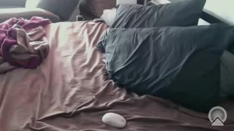 DCTeamFucker online show from 02-14-26, 02:03