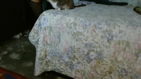 Snapshot of dream_real chatting on 10-30-25, 10:06 dreamreal online show from 10-30-25, 10:06