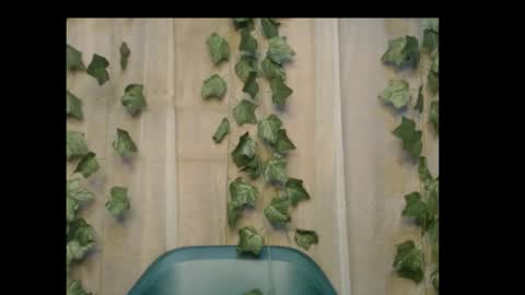 linda online show from 10-26-25, 11:31