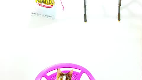 Diana online show from 12-02-24, 12:40