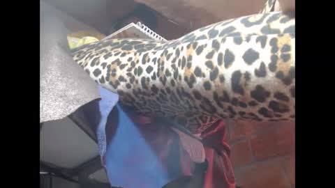 Snapshot of eskelaswd chatting on 03-23-26, 05:00 Eskela911 online show from 03-23-26, 05:00