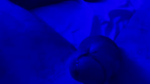 Chpala online show from 04-13-26, 06:52