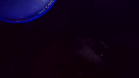 flashitorelindo online show from 11-24-25, 02:22