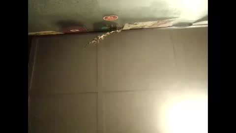 Warwick online show from 10-11-25, 09:08