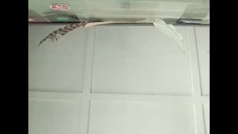 Warwick online show from 10-27-25, 03:10