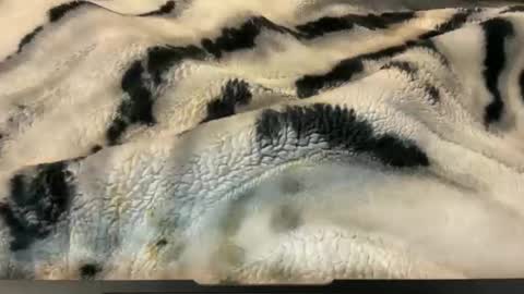 gumbywanna online show from 11-26-25, 02:56