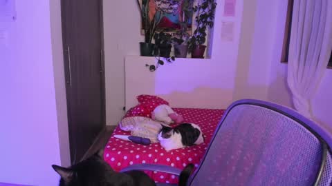 Snapshot of honey_hoe chatting on 12-13-24, 06:10 Lau online show from 12-13-24, 06:10