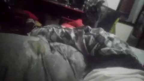 horsebrowm online show from 01-01-25, 11:29