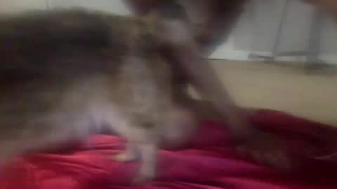 iysisfv online show from 09-26-25, 02:04